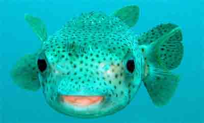 Pufferfish