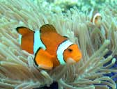 Clownfish in the divesites near Phuket, Thailand