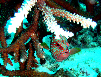 corals and cod rock fish