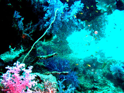 underwater topography in phuket