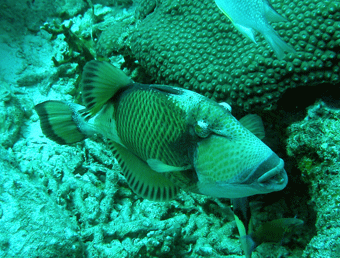 Titan trigger fish at Racha Noi