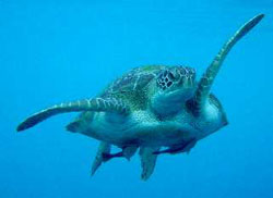 Similan Island / Koh Bon Turtles